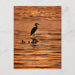 Heron at Sunset Postcard