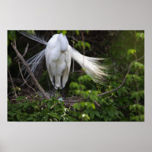Heron Bird in Tree Poster