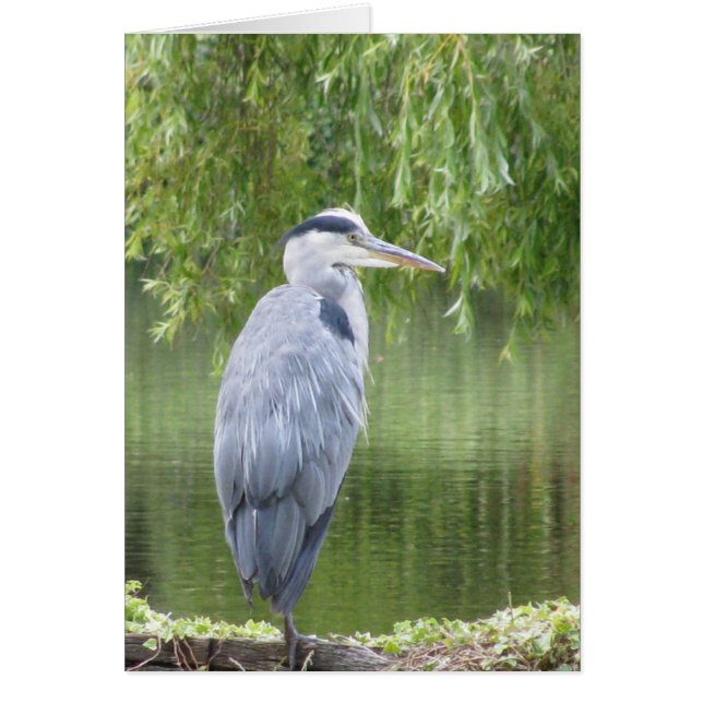 Heron by a lake Card (Front)