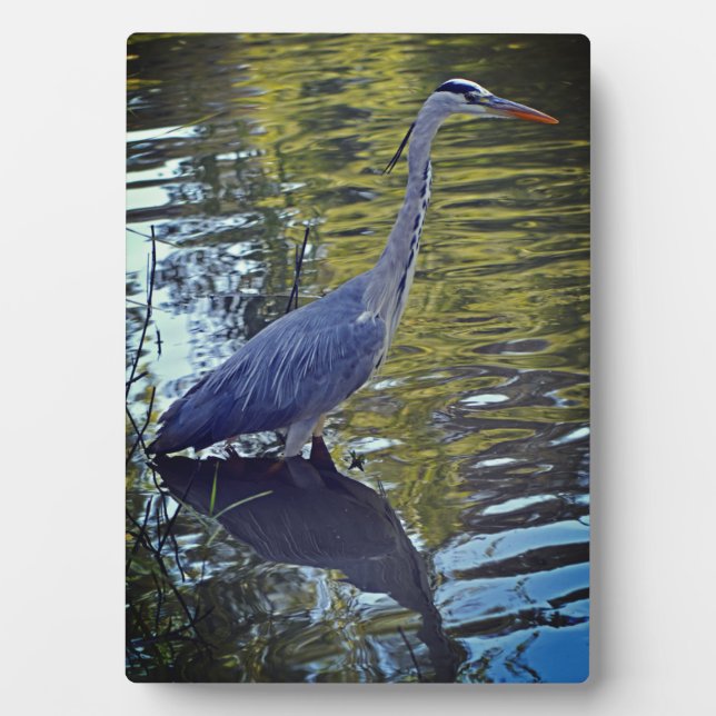 Heron Feeding in the Pond at RHS Wisley, UK Plaque (Front)