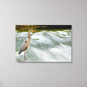 Heron fishing at Olmstead Falls, Ohio Canvas Print