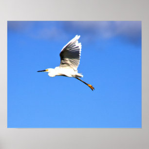 Heron Flying Photo Poster