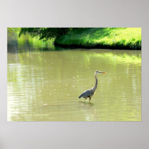 HERON IN POND/SHADES OF GREEN/YELLOW/PHOTOG. POSTER