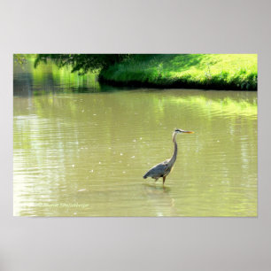 HERON IN POND/SHADES OF GREEN/YELLOW/PHOTOG. POSTER