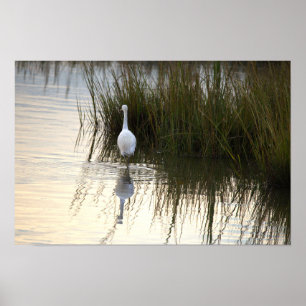 Heron in Water Poster