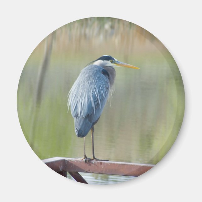 heron magnet (Front)