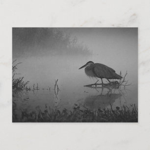 Heron Morning Postcard