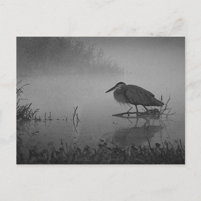 Heron Morning Postcard (Front)