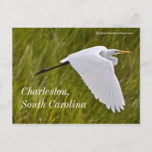 Heron of Charleston Postcard