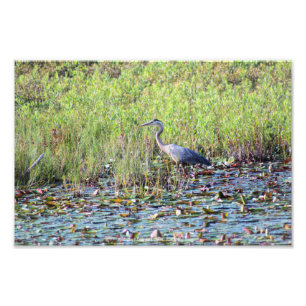 Heron P6450 Photo Print