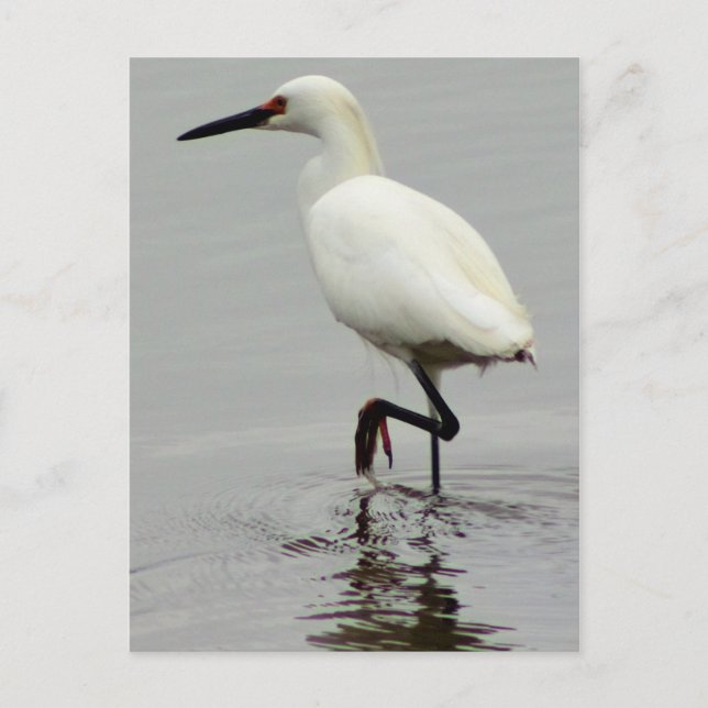 Heron Photo Postcard (Front)