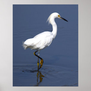 Heron Photo Poster