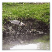 Heron Poised to Strike