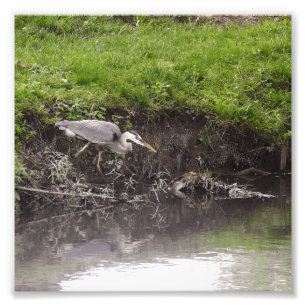 Heron Poised to Strike Photo Print