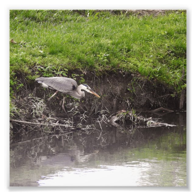 Heron Poised to Strike Photo Print (Front)