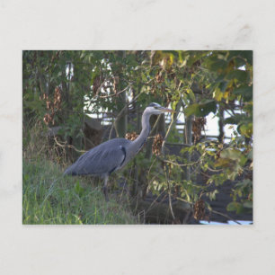 Heron Postcard