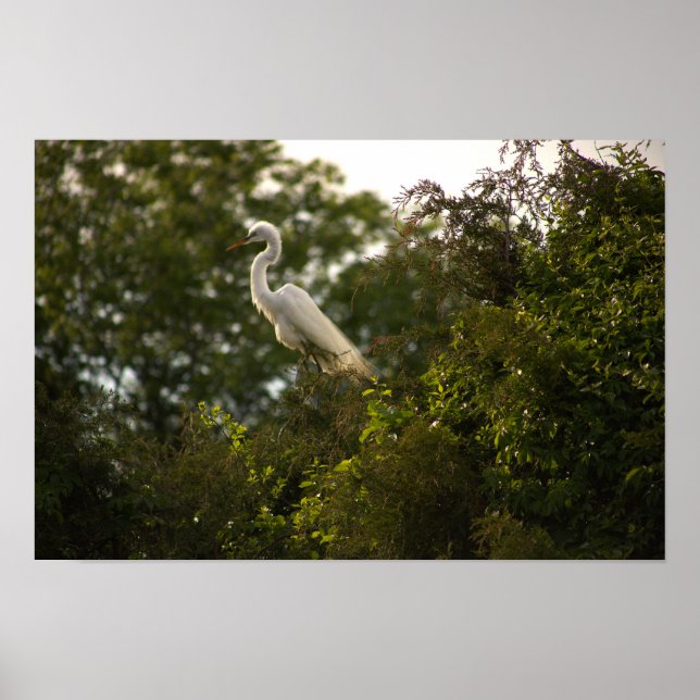 Heron Poster (Front)