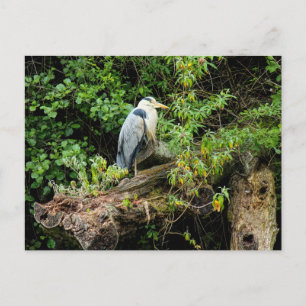Heron. Roath Park Lake, Cardiff, Wales Postcard
