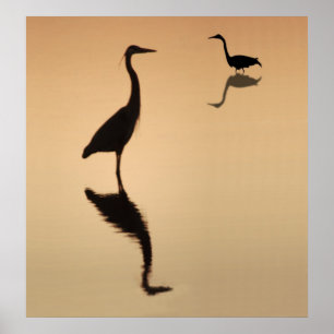 Heron Silouette Poster