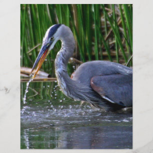 Heron Splash