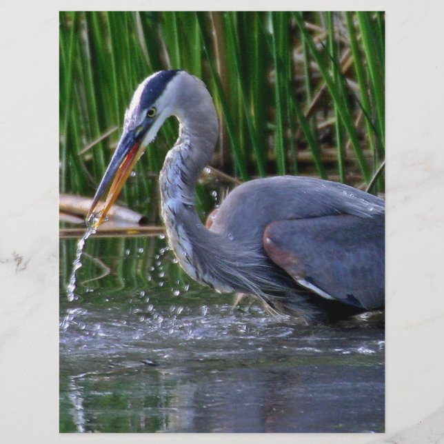 Heron Splash (Front)