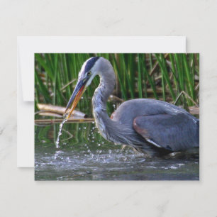 Heron Splash
