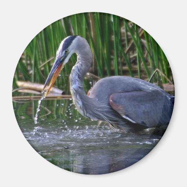 Heron Splash Magnet (Front)