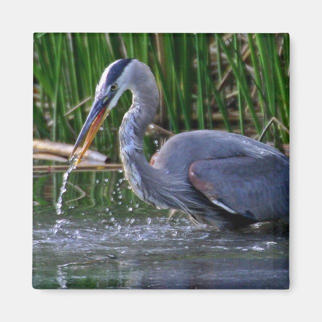 Heron Splash Magnet (Front)