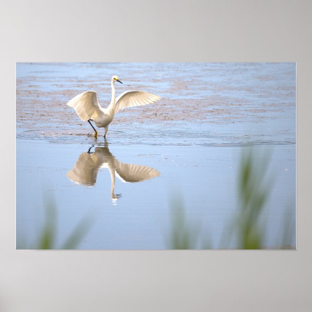 Heron Spreading Wings Reflection Poster (Front)