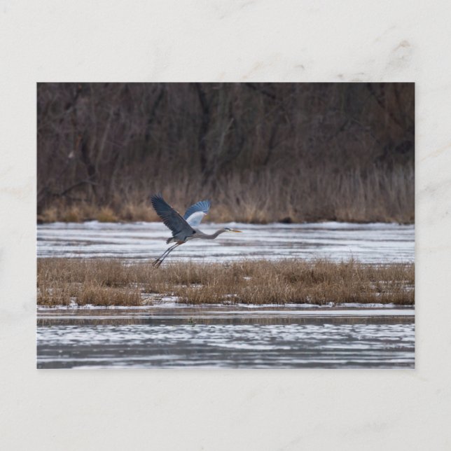 Heron Take Off Postcard (Front)