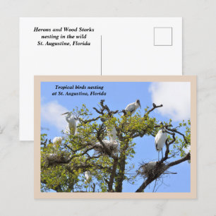 Herons and Wood Storks nesting Holiday Postcard