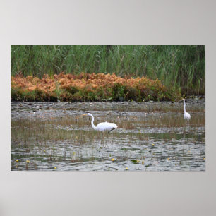 Herons in the Marsh Poster