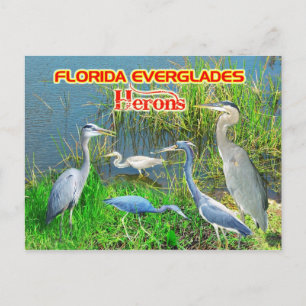 Herons of Everglades National Park, Florida Postcard
