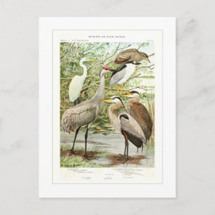 Herons Postcard