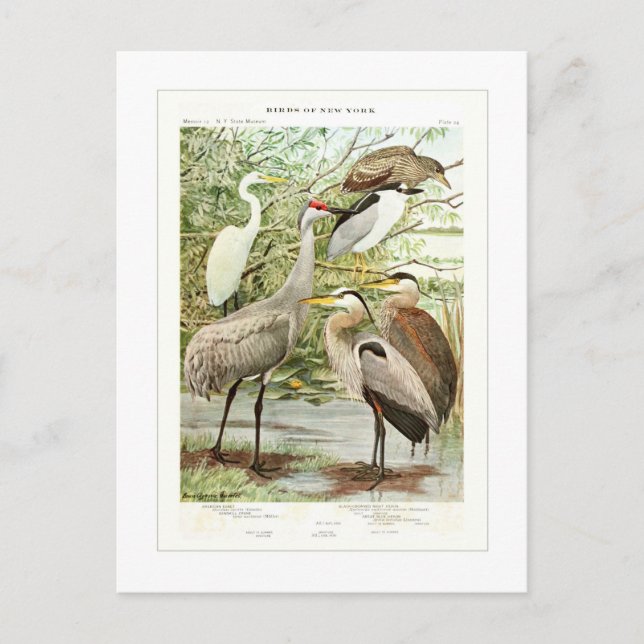 Herons Postcard (Front)