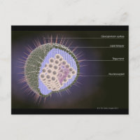 Herpes Virus Structure