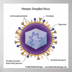 Herpesvirus labelled diagram. poster