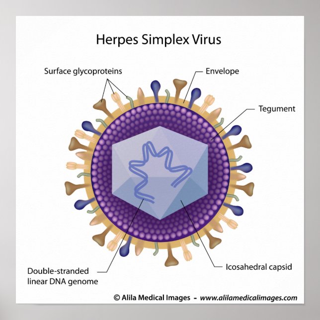 Herpesvirus labelled diagram. poster (Front)