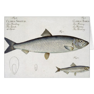 Herring (Clupea Harengus) (Fig. 1) and Sprat (Clup