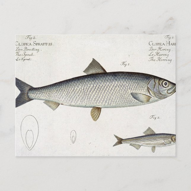 Herring (Clupea Harengus) (Fig. 1) and Sprat (Clup Postcard (Front)