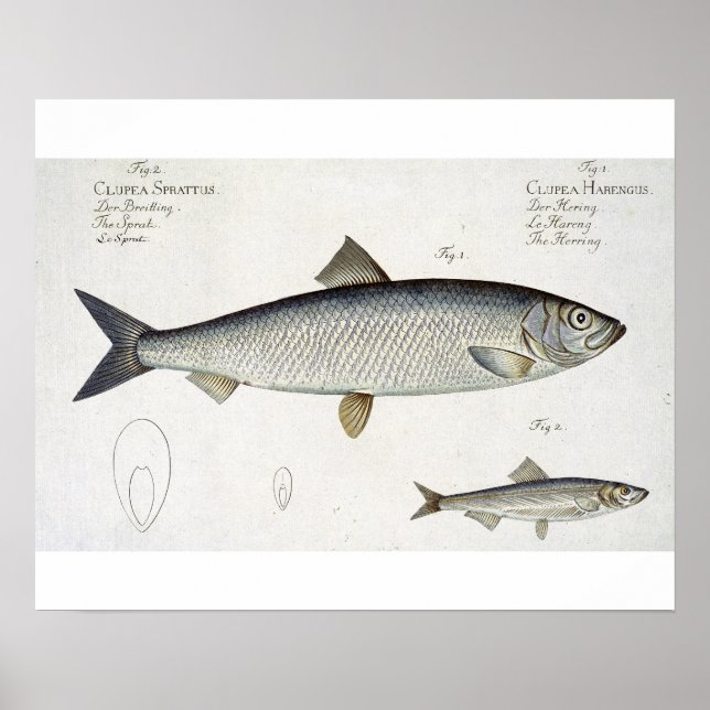 Herring (Clupea Harengus) (Fig. 1) and Sprat (Clup Poster (Front)