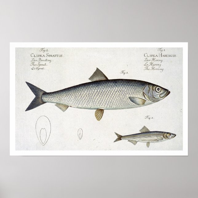 Herring (Clupea Harengus) (Fig. 1) and Sprat (Clup Poster (Front)