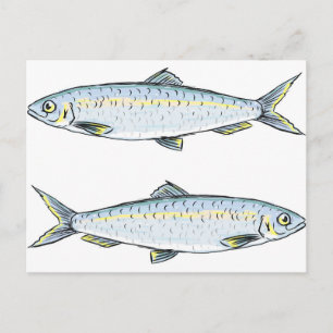 Herring Fish Sketch Postcard