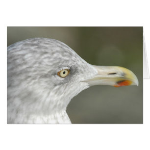 Herring Gull