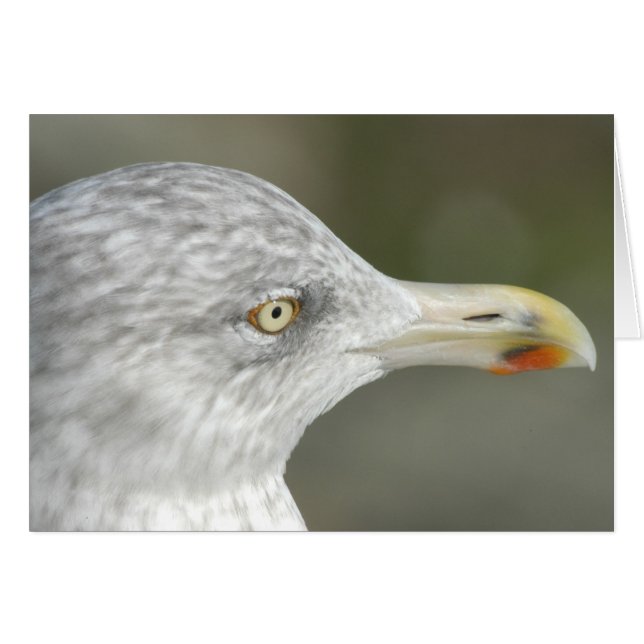 Herring Gull (Front Horizontal)