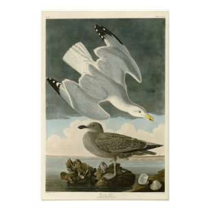 Herring Gull from John Audubon's Birds of America Photo Print