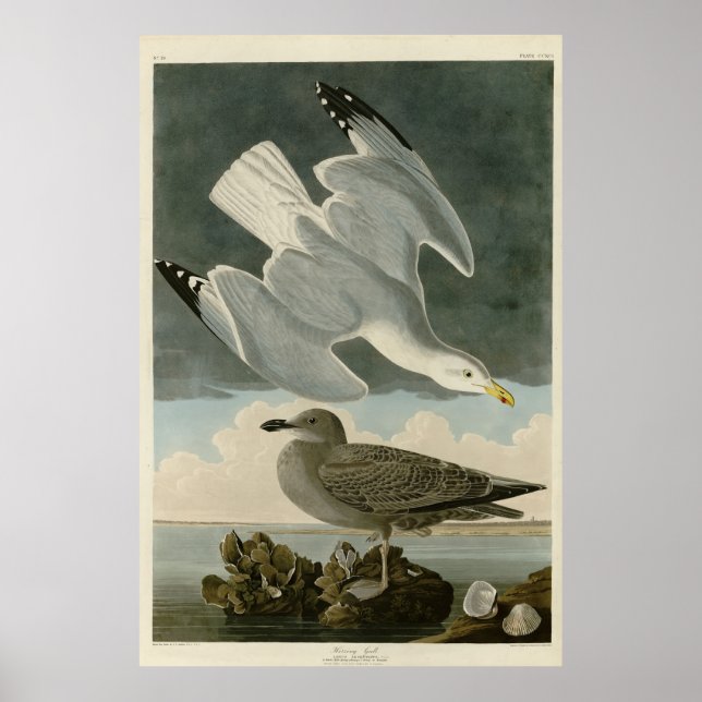 Herring Gull from John Audubon's Birds of America Poster (Front)