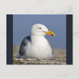 Herring gull lying on wall postcard