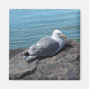 Herring Gull on Rock Jetty Magnet