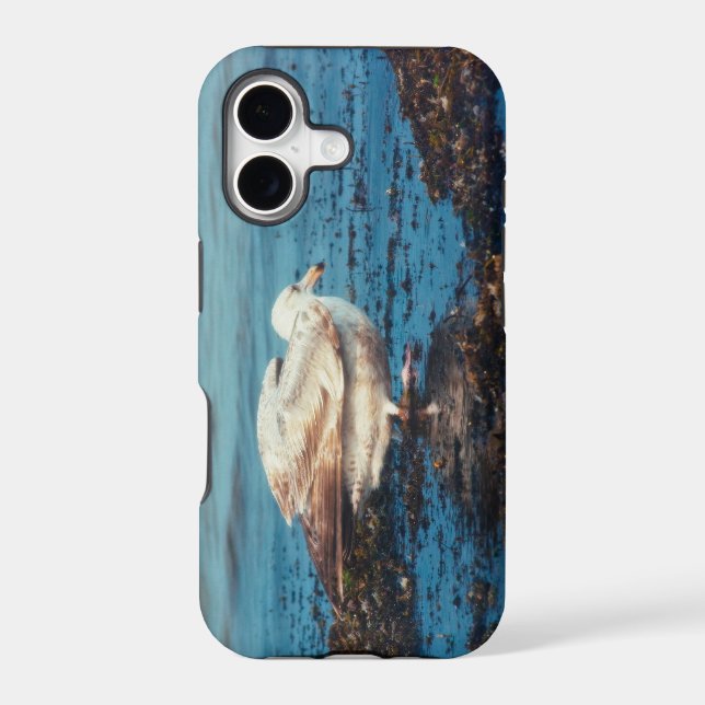 Herring Gull P1046 (Back)